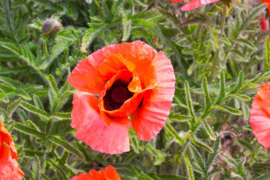 Haşhaş çiçek. Yaz güzel parlak kırmızı haşhaş çiçeği