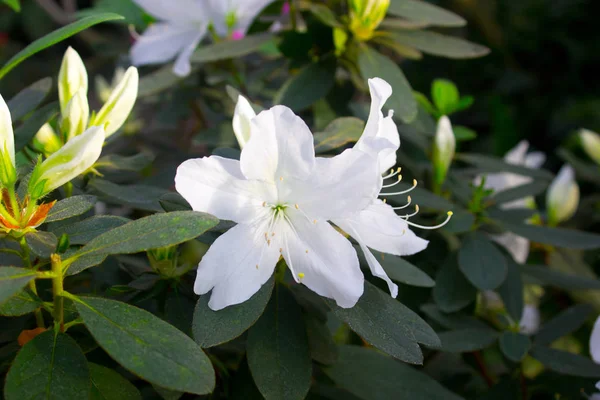 Azalea Blomma Blommar Ren Parken — Stockfoto