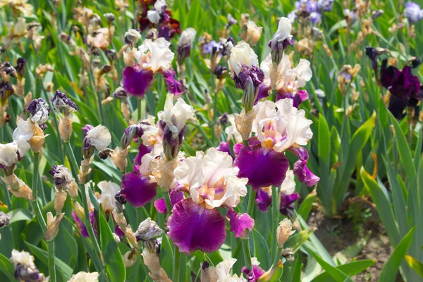 Fleurs Iris Gros Plan Une Belle Fleur Iris Début Été — Photo