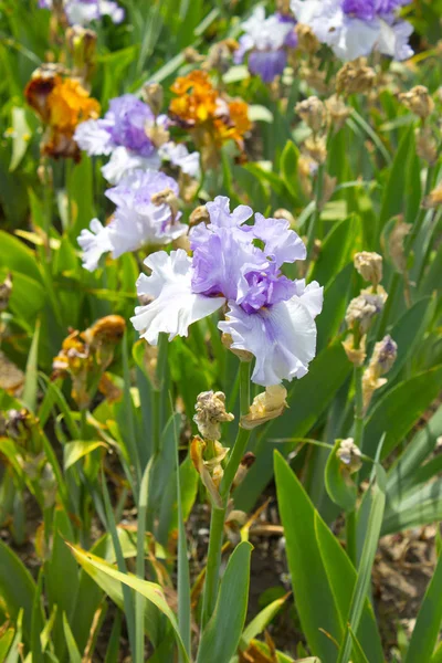 Iris Blomma Närbild Vacker Iris Blommor Försommaren — Stockfoto