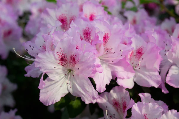 Azalea Blomma Blommar Ren Parken — Stockfoto