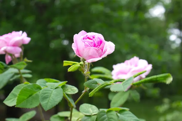 Фото Цветущей Розовой Розы Саду — стоковое фото