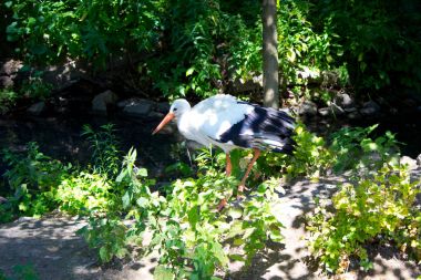 Yaz parkında vahşi beyaz leylek