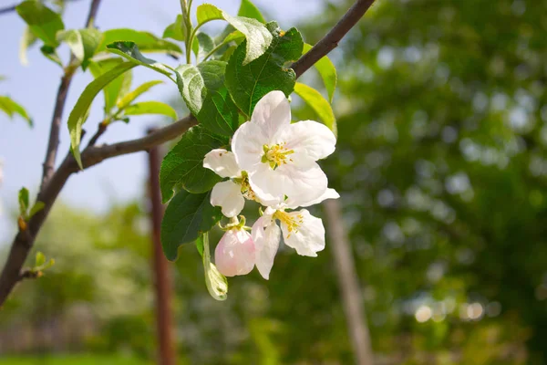 春のリンゴの木の枝に美しい白いリンゴの花 — ストック写真