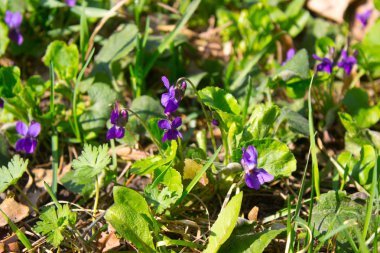 İlkbaharda mor çiçek açar.