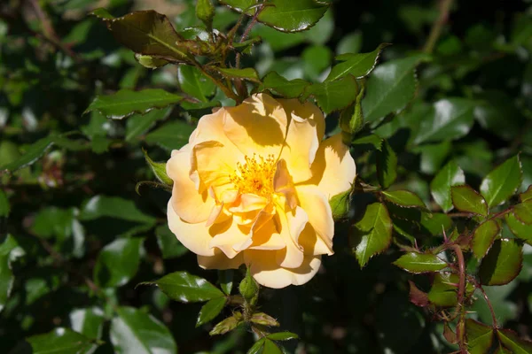 Amarillo Rosa Foto Una Rosa Amarilla Floreciente Jardín —  Fotos de Stock