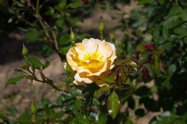 Gül sarı. Sarı bir çiçek açan fotoğraf bir bahçede gül