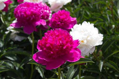 Şakayık Çiçeği. Bahçedeki pembe şakayık çiçeği fotoğrafı