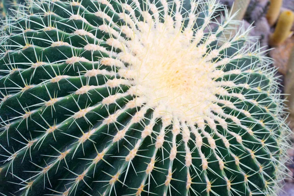 Cactus Close Large Cactus Plant — Stock Photo, Image