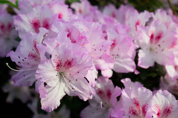 Цветок Азалии Цветет Весной Парке — стоковое фото
