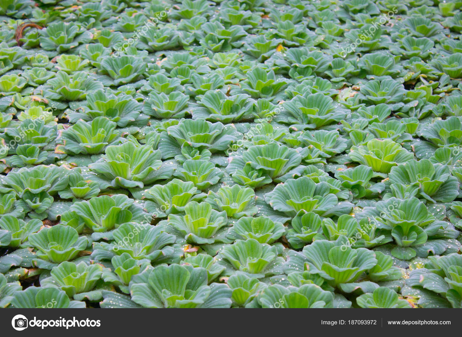 aquatic weeds