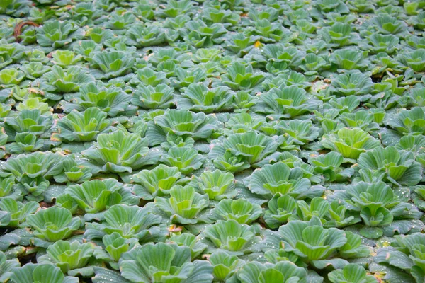 Duckweed Flower Aquatic Weeds Tropical Greenery Green Water Plant — Stock Photo, Image