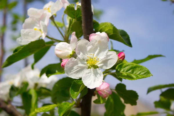 春のリンゴの木の枝に白いリンゴの花 — ストック写真