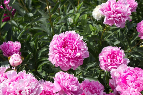 Pion Blomma Foto Rosa Pion Blomma Trädgården — Stockfoto