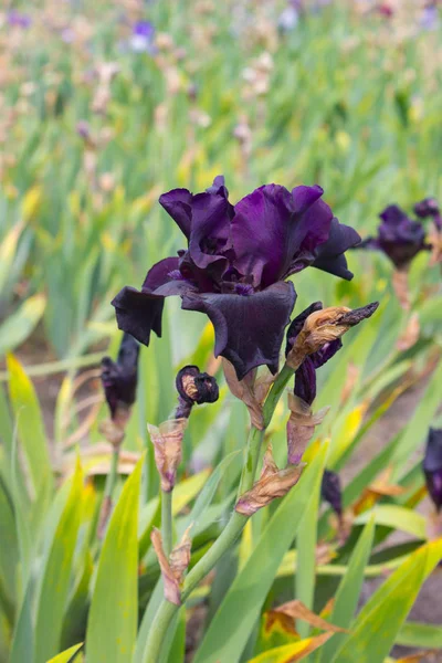 Iris Blomma Närbild Vacker Iris Blommor Försommaren — Stockfoto