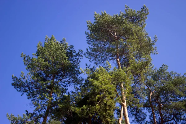 Сосна Фото Смотрящее Навес Сосновых Деревьев Фоне Голубого Неба Лесу — стоковое фото