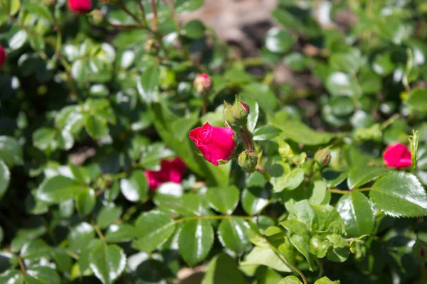 Ros Röd Foto Blommande Röd Ros Trädgård — Stockfoto