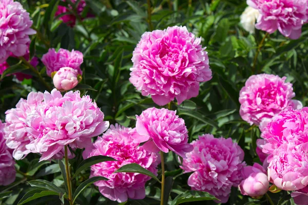 Fiore Peonia Rosa Giardino — Foto Stock