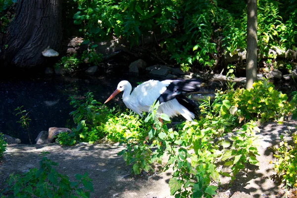 Cegonha Branca Selvagem Parque Verão — Fotografia de Stock