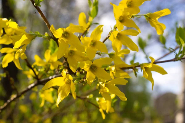 Fleur Forsythie Floraison Forsythie Jaune Symbole Printemps Pâques — Photo