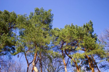 Çam ağacı. Bir gölgelik çam ağaçlarının bir ormandaki bir mavi gökyüzü arka plan bakarak bir fotoğraf 