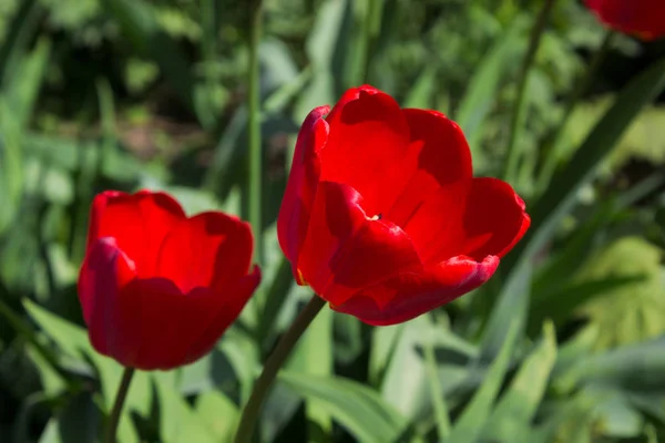 Röd Tulpan Blommor Solig Dag — Stockfoto