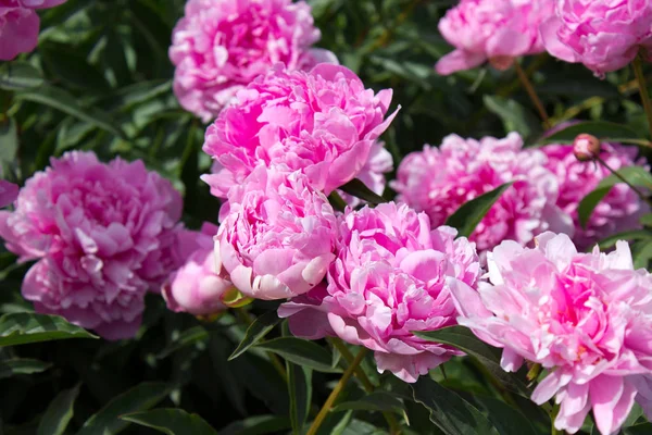 庭にピンクの牡丹の花の写真 — ストック写真