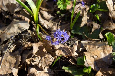 Ormanda, açık havada mavi ilkbahar kardelen çiçekleri