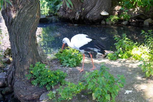 Wild White Stork Summer Park — Stock Photo, Image