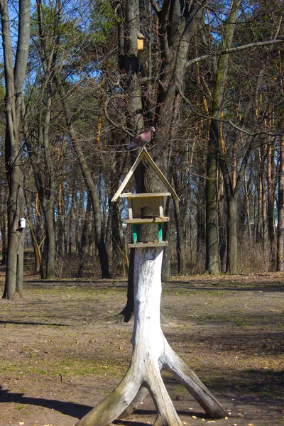 夏季花园中的 Birdfeeder — 图库照片