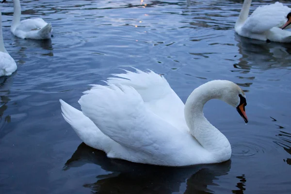 Cisne Blanco Agua — Foto de Stock