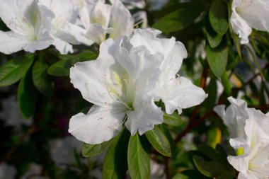 Azalea çiçeği parkta baharda çiçek açıyor.