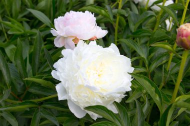 Beyaz Şakayık Çiçeği Bahçe fotoğrafı