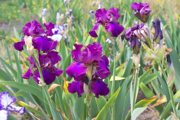 Iris Blomma Närbild Vacker Iris Blommor Försommaren — Stockfoto