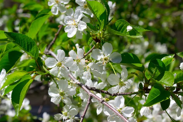 春の枝の桜の花 — ストック写真