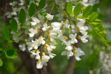 Akasya ağacının beyaz akasya çiçekleri, yakın plan.