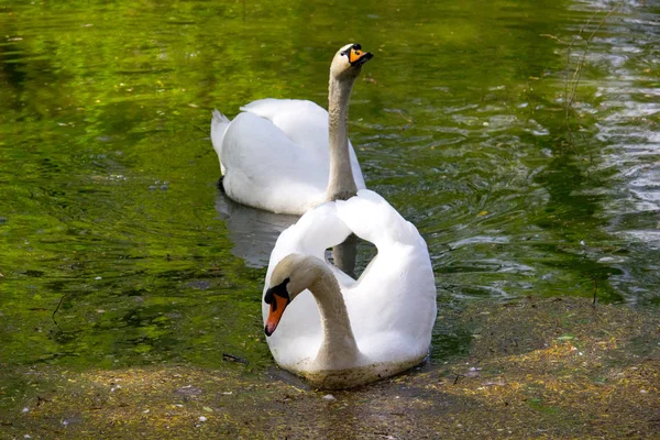 Gran Cisne Blanco Agua — Foto de Stock