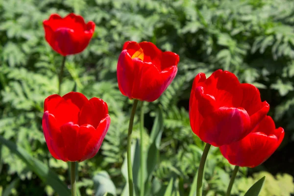 Röd Tulpan Blommor Solig Dag — Stockfoto