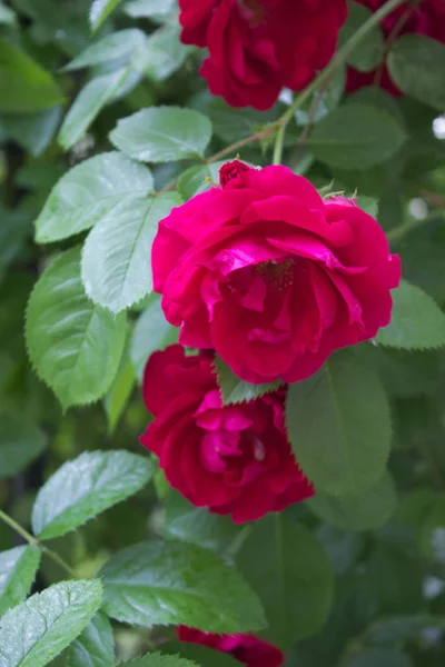 Photo Une Rose Rouge Fleurs Dans Jardin — Photo