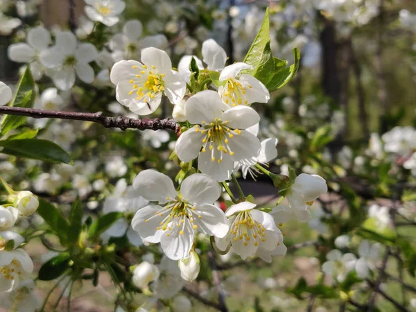 春の枝の桜の花 — ストック写真