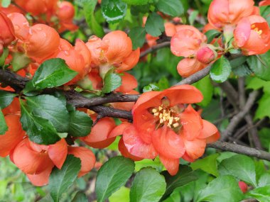 Kiraz çiçeği çiçek Bahar Dalı