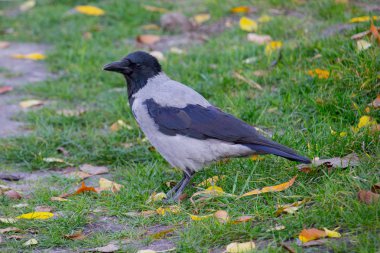 Sonbahar parkında karga kuşu