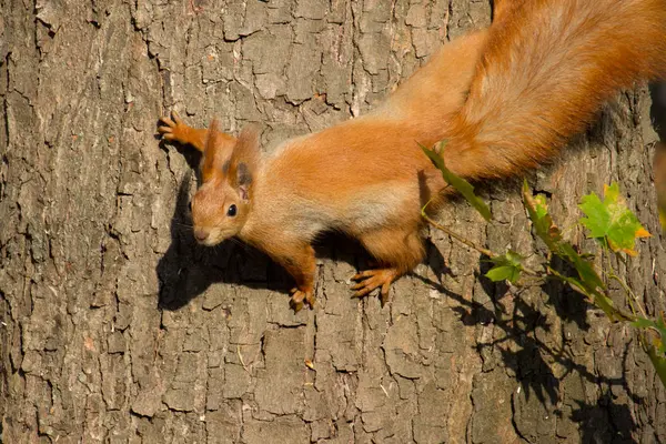 Red Squirrel Autumn Park — Stock Photo, Image