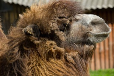 Yaz aylarında vahşi bir deve portresi.