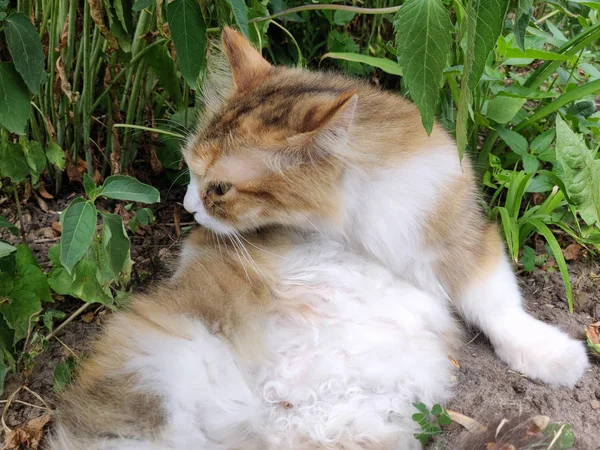 Vild Katt Vilar Det Gröna Gräset — Stockfoto