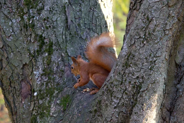Rotes Eichhörnchen Herbstpark — Stockfoto