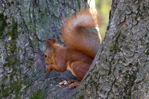 秋の公園の赤いリス — ストック写真