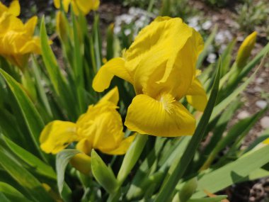Yaz başında güzel bir zambak çiçeğinin yakın çekimi. 