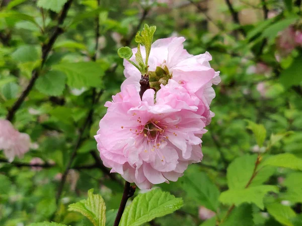 Миндальные Цветы Ветка Дерева Розовыми Цветами Зелеными Листьями Весной — стоковое фото