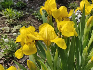 Yaz başında güzel bir zambak çiçeğinin yakın çekimi. 